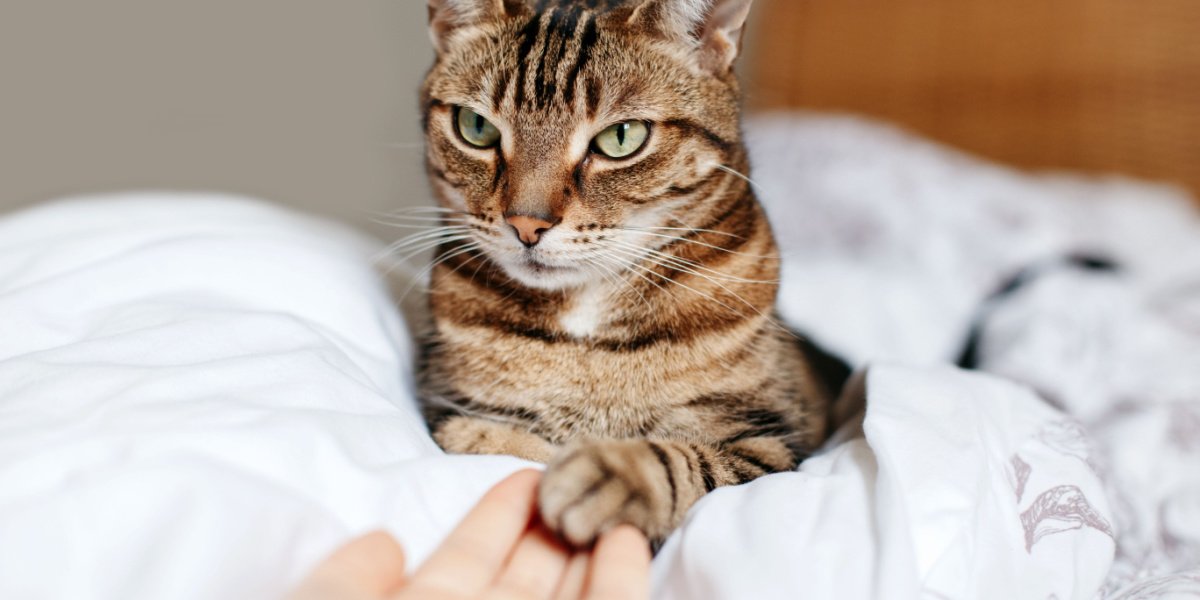 Frau teilt liebevolle Momente mit einer Gruppe Katzen. Das Bild fängt die Verbindung zwischen der Frau und den Katzengefährten ein, während sie sie berührt und mit ihnen interagiert.