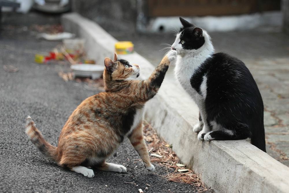 eine Katze, die nach einem sitzenden Freund greift