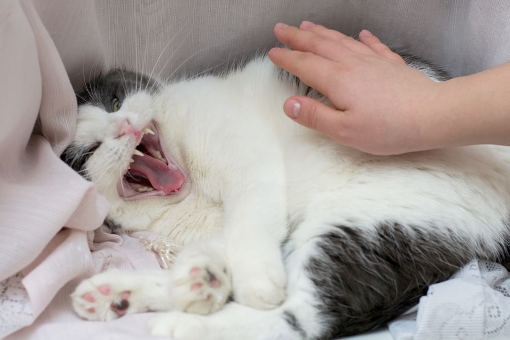 eine verrückte Katze und die Hand des Besitzers, die versucht, sie zu streicheln