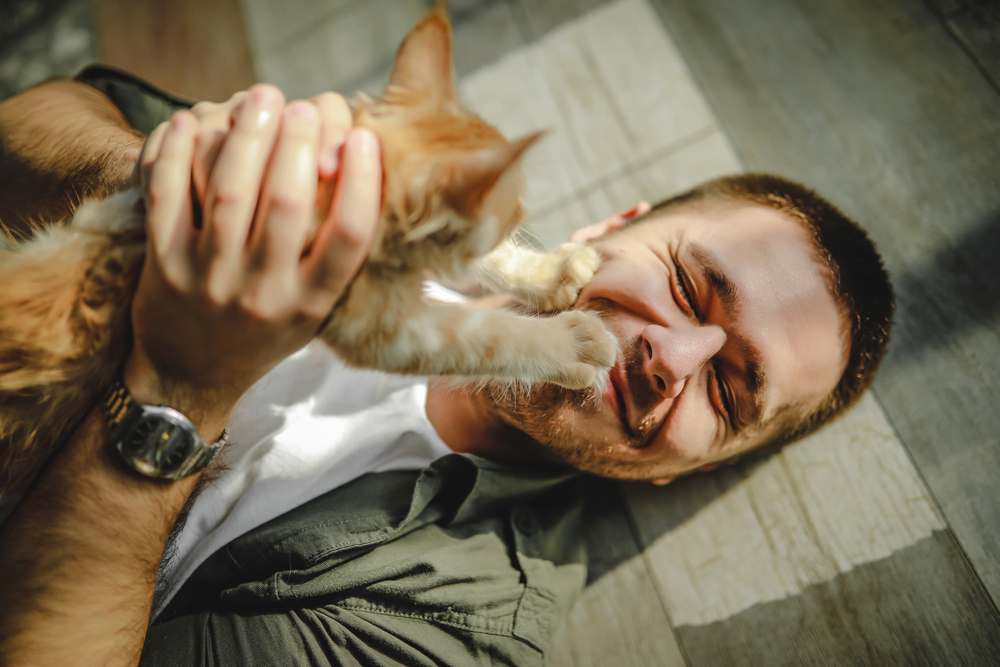 Ein junger Mann liegt auf dem Boden und umarmt Maine Coon Katzen