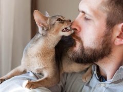 Abyssinian kitten playfully nibbling the nose of a bearded man, showcasing a delightful moment of interaction and affection between species.