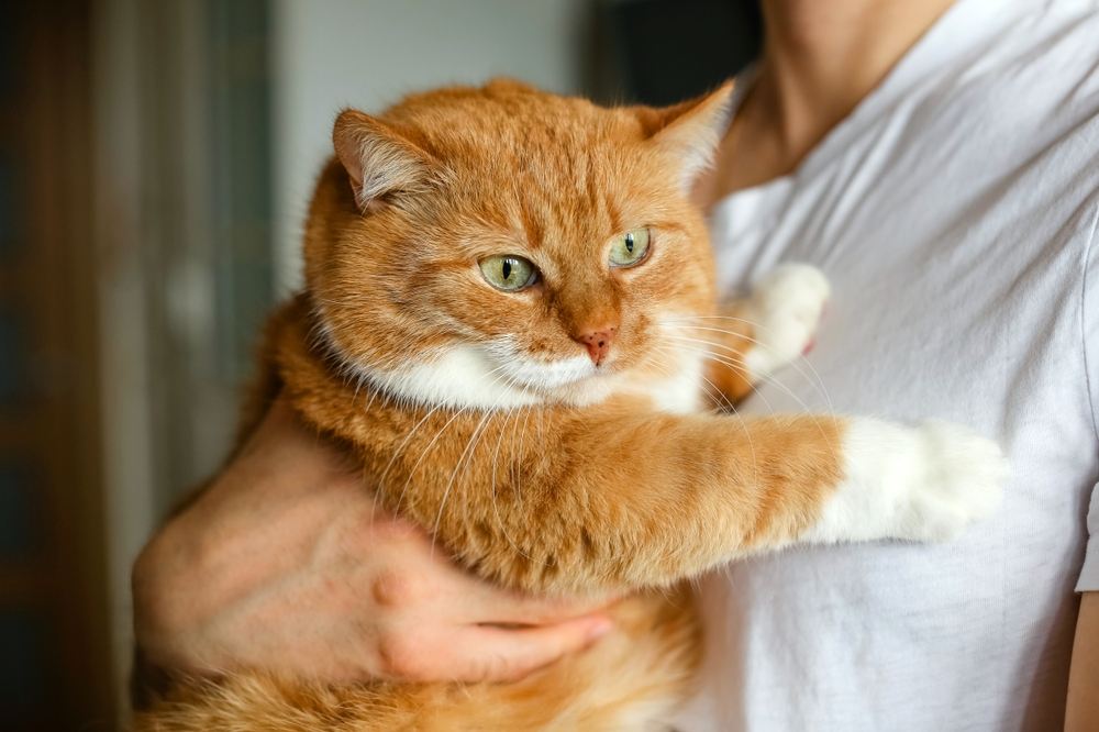 Porträt einer großen, pummeligen roten Katze.