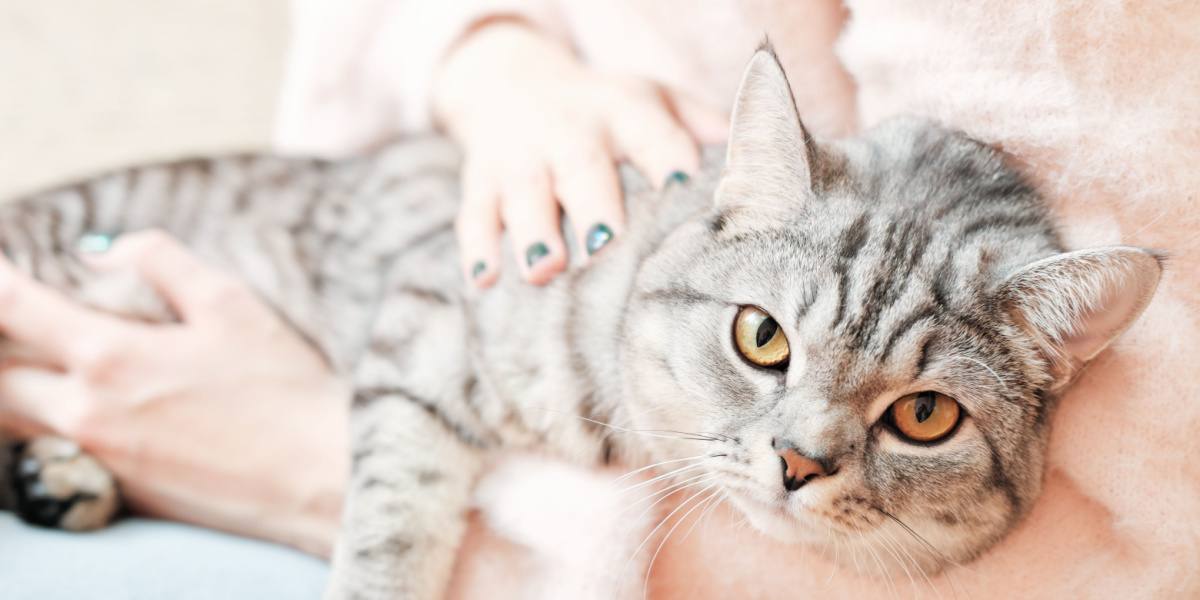 Eine Britisch Kurzhaarkatze mit aufmerksamem Blick. Ihr rundes Gesicht und die bezaubernden Augen spiegeln den besonderen Charme und die charakteristische Neugier der Rasse wider.