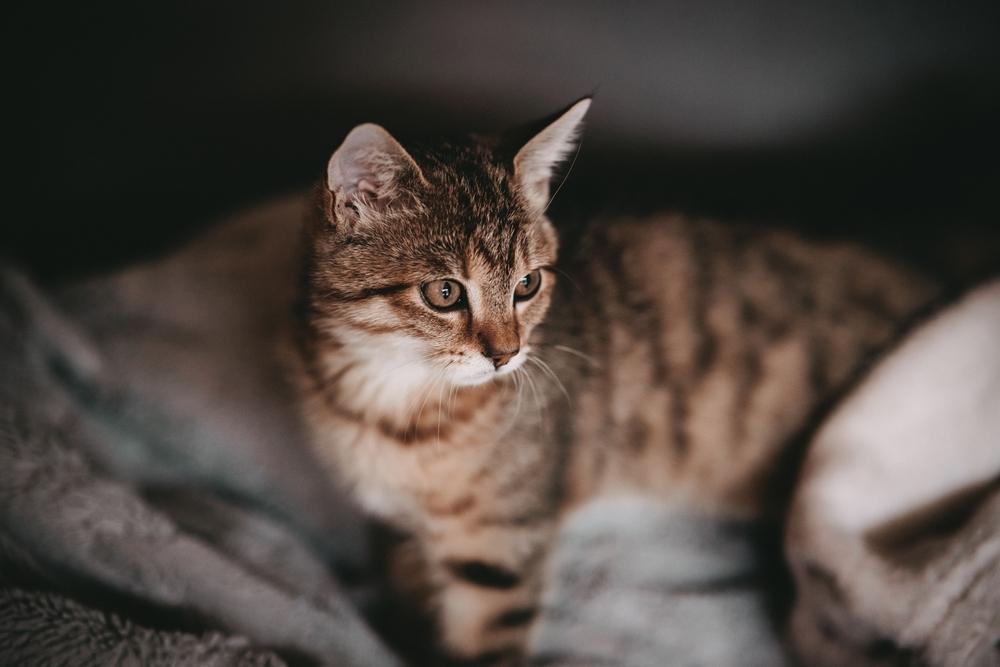 Ein Bild mit einer braunen Katze mit aufmerksamem Blick, die von der Kamera wegschaut.