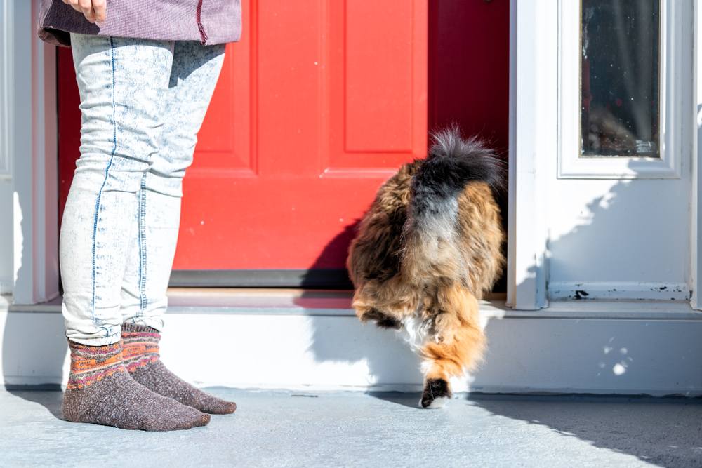 Calico Maine Coon Katze läuft ins Haus