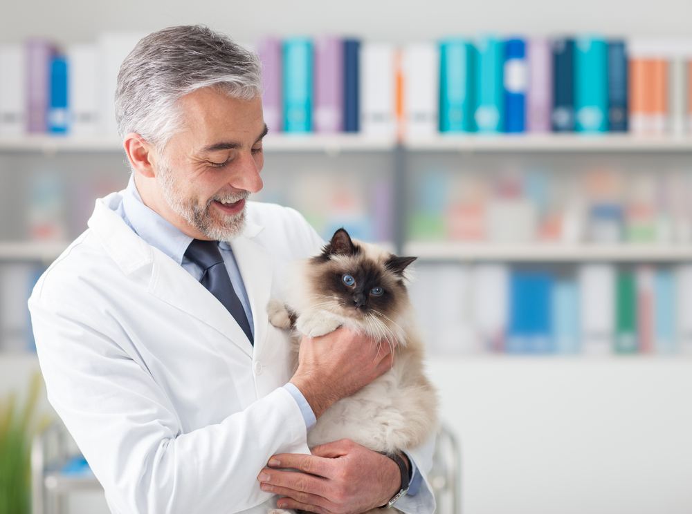 Katze in der Tierklinik.