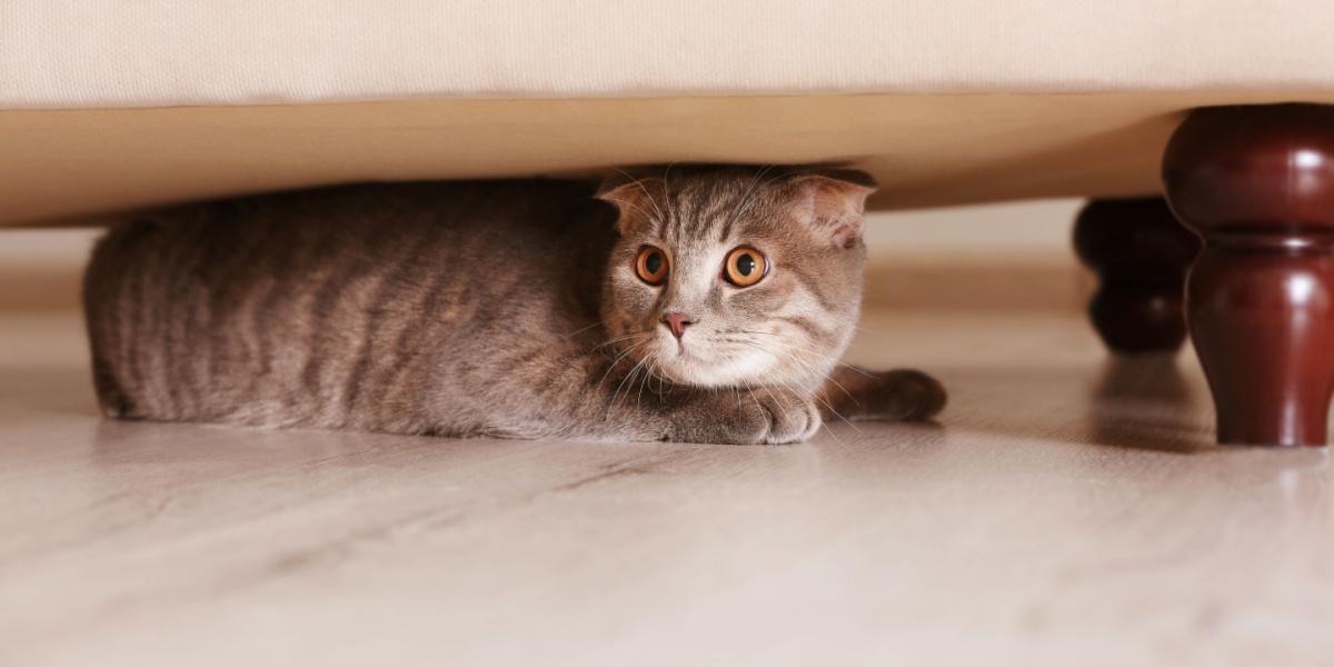 Katze versteckt sich zu Hause unter Möbeln