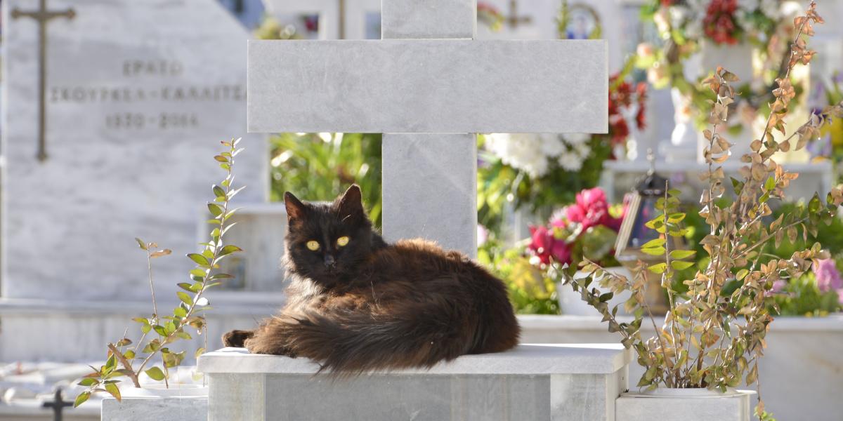 Katze auf dem Friedhof