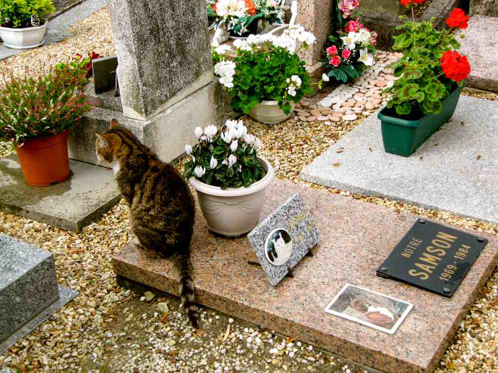 Katze sitzt auf dem Boden für Haustiere