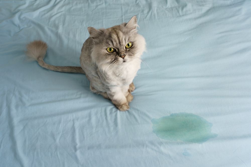 Katze sitzt neben einem nassen oder Pissfleck auf dem Bett