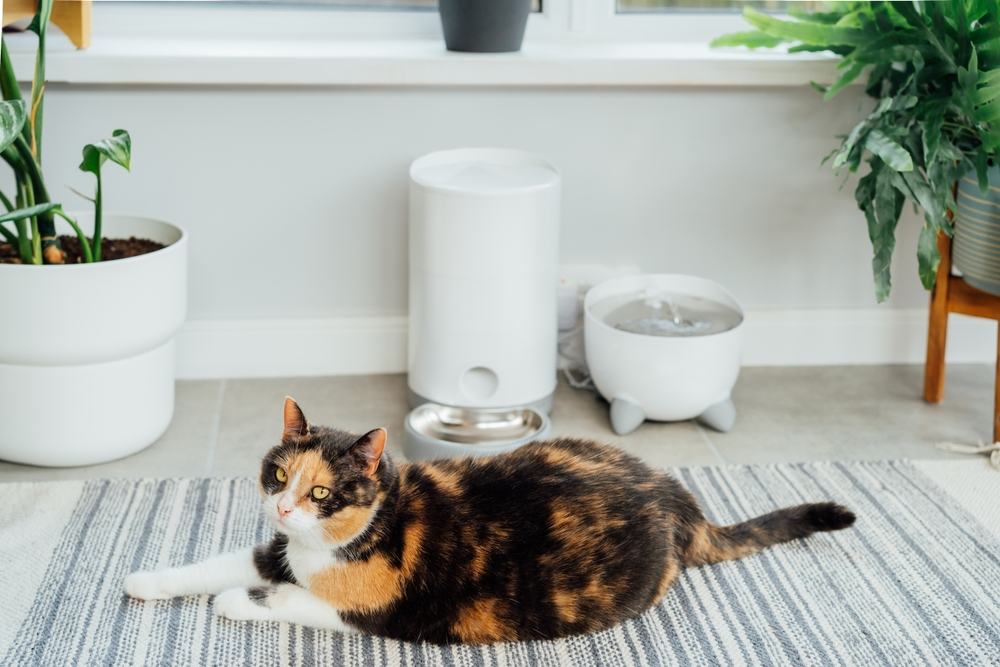 Katze wartet in der Nähe des Smart Feeder auf Futter