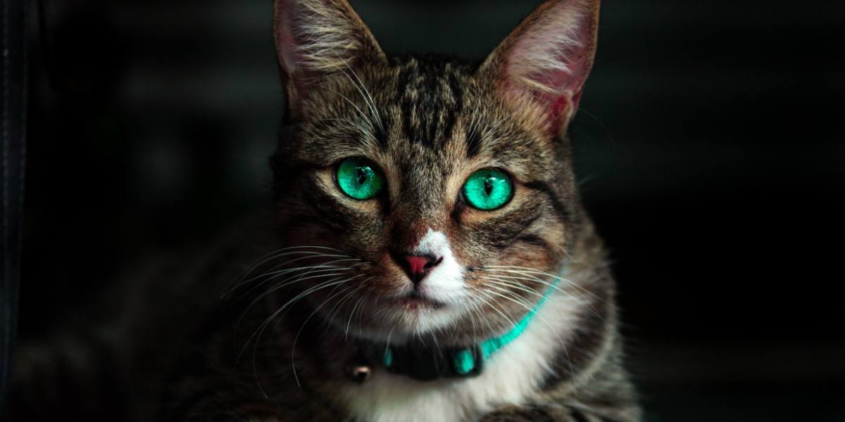 Eine geheimnisvolle schwarze Katze mit faszinierend leuchtend grünen Augen, die eine bezaubernde und fesselnde Aura hervorruft.