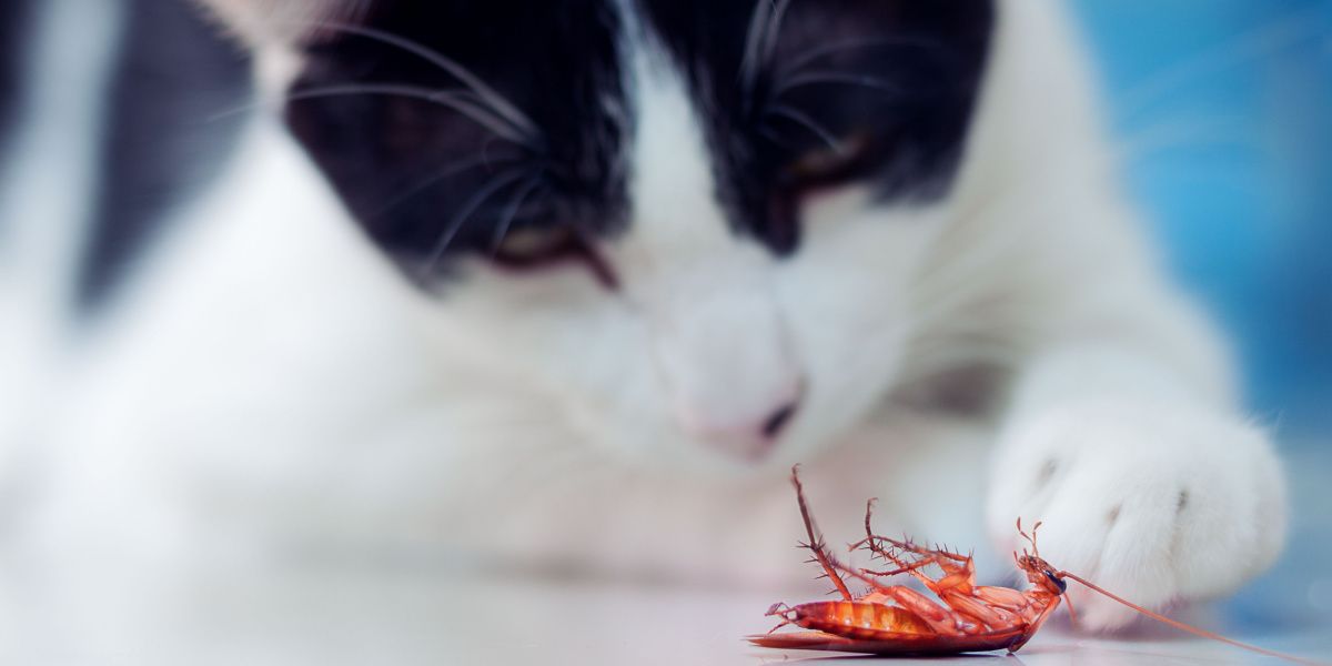 Ein Bild mit einer Katze und einer Kakerlake, das möglicherweise die Interaktion der Katze mit dem Insekt zeigt.