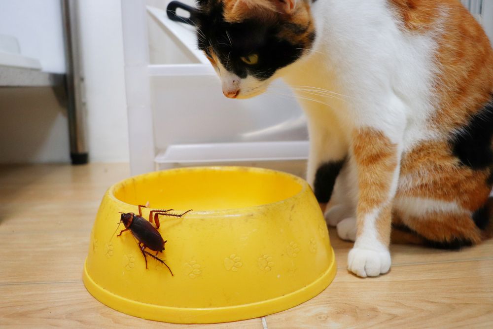 Kakerlake auf gelber Schüssel und Katze starrt darauf