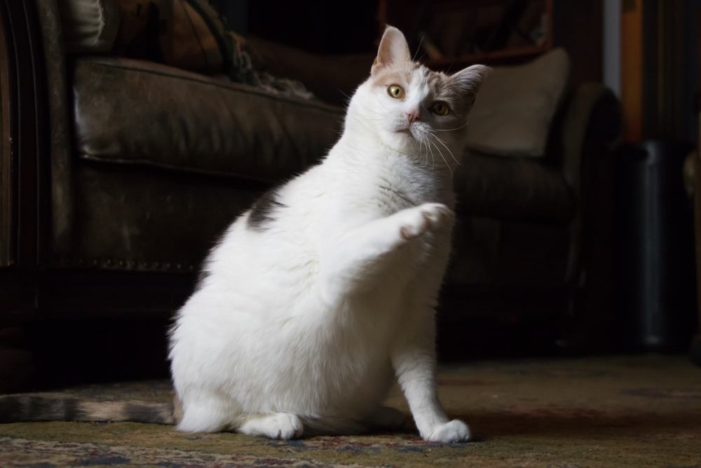 Ein amüsantes Bild, das eine verwirrte Katze zeigt, die fragend eine Pfote anhebt, und das die neugierige und wissbegierige Natur der Katze widerspiegelt, während sie ihre Umgebung erkundet.