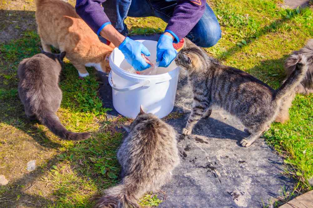 streunende Katzen füttern