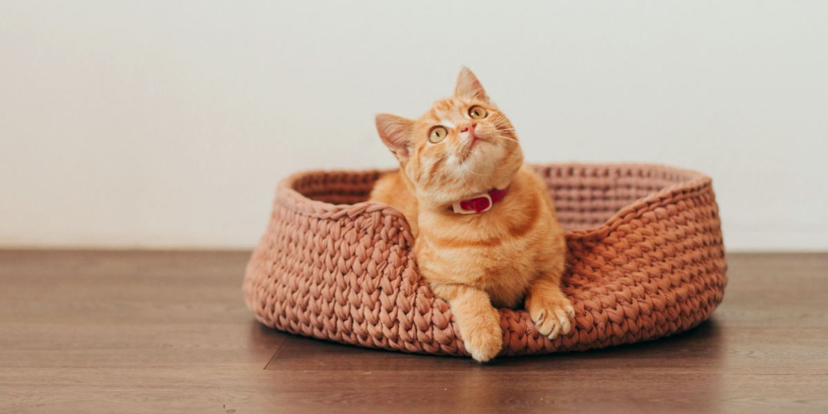 Ingwer getigertes Kätzchen in einem gestrickten rosa Katzenbett