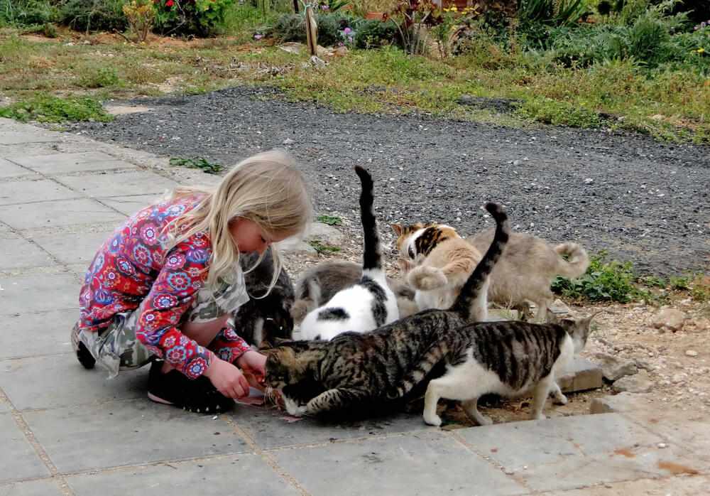 Mädchen füttert streunende Katzen