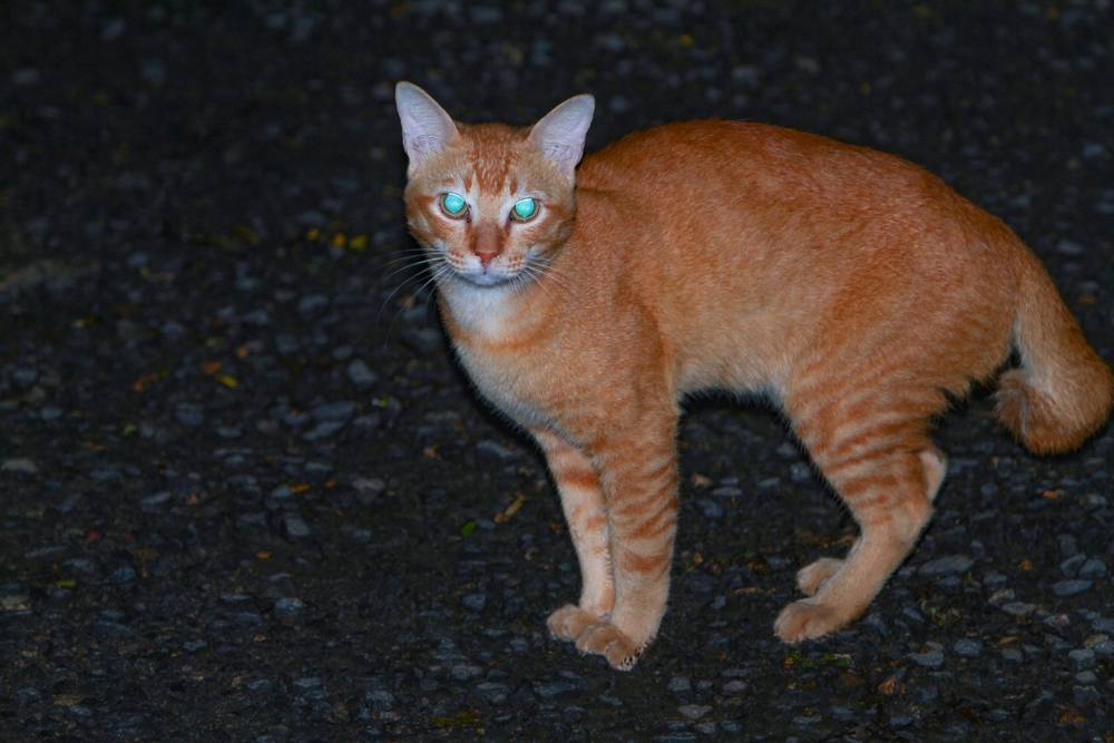 leuchtend orange Katzenaugen in der Nacht