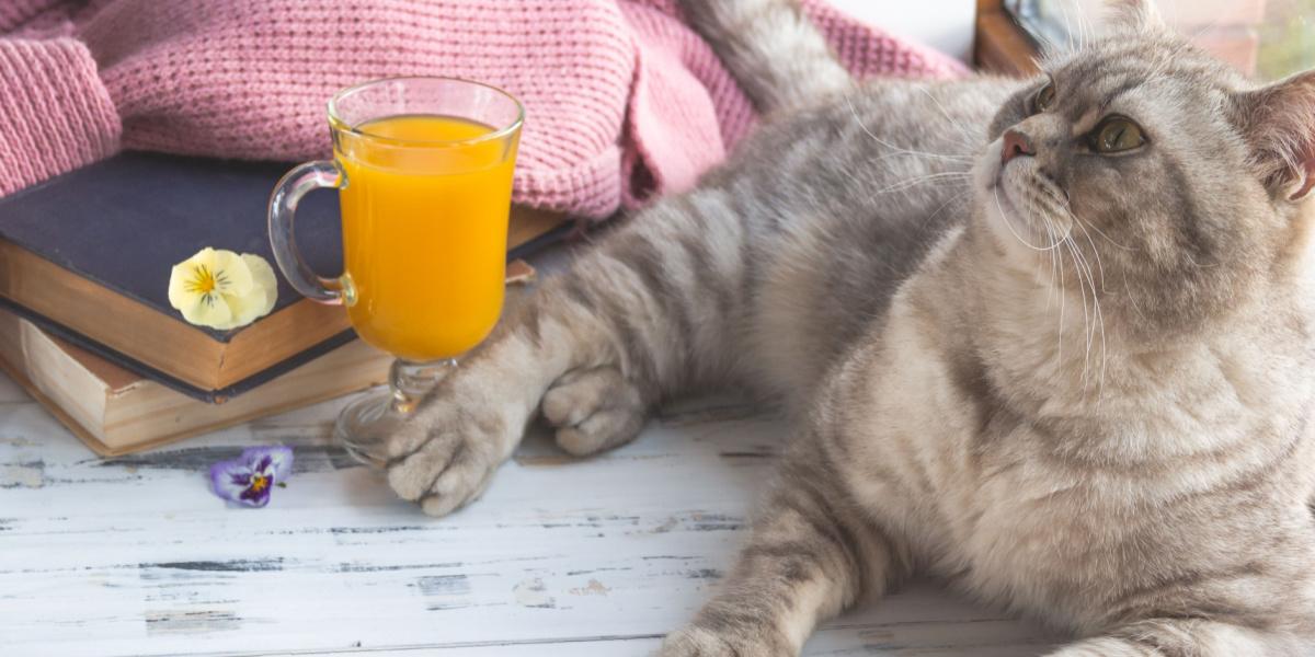 Graue Scottish Straight Katze neugierig in der Nähe eines Glases Orangensaft