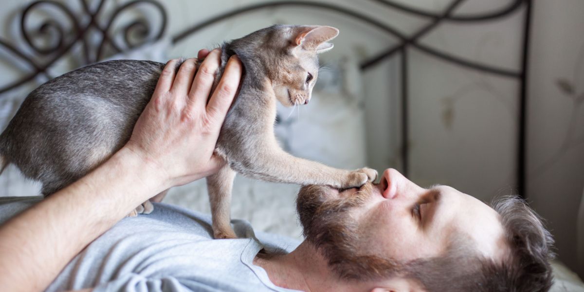 Mann spielt mit seiner grauen Katze auf einem Bett.