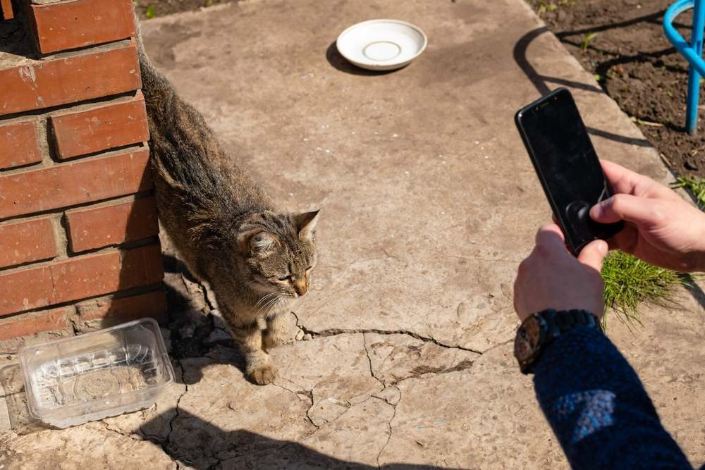 Mann macht Fotos von streunender Katze