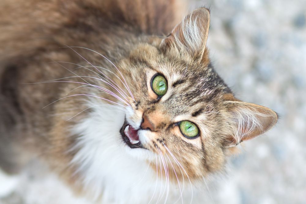 Porträt einer Katze, die ein Quietschen ausstößt.