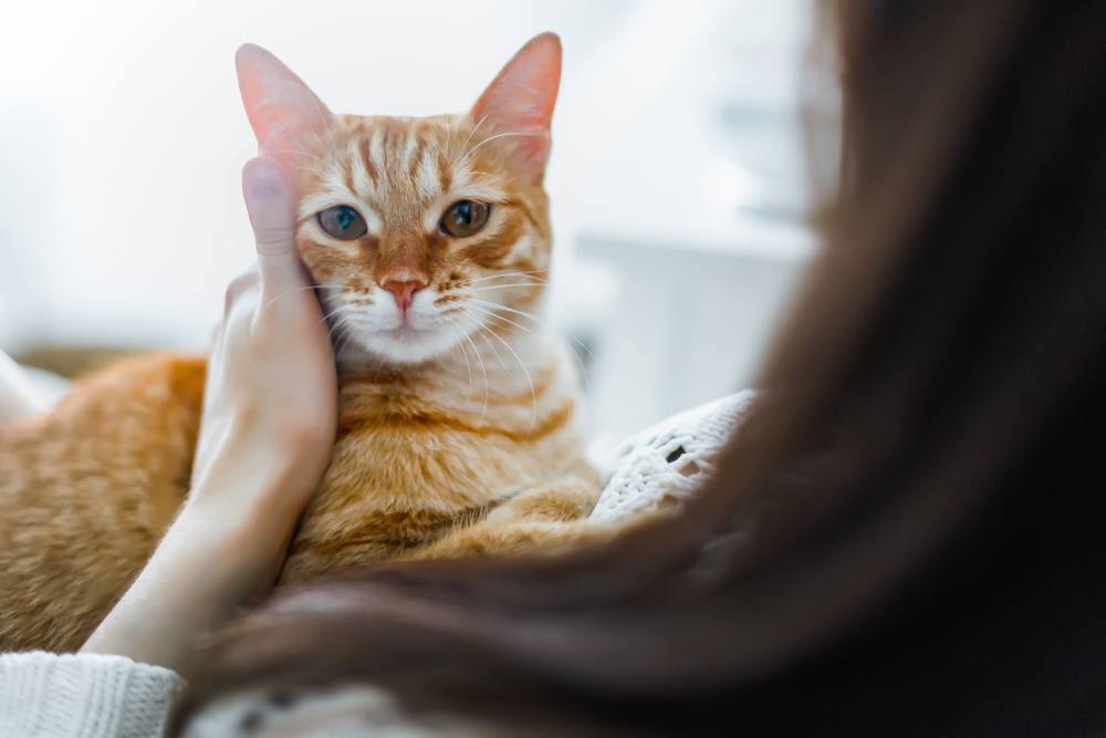 Eine rote Katze schmiegt sich bequem in die Arme eines Mädchens. Beide teilen einen Moment der Verbundenheit und Kameradschaft und veranschaulichen damit die besondere Bindung, die zwischen Menschen und ihren Katzenfreunden entstehen kann.