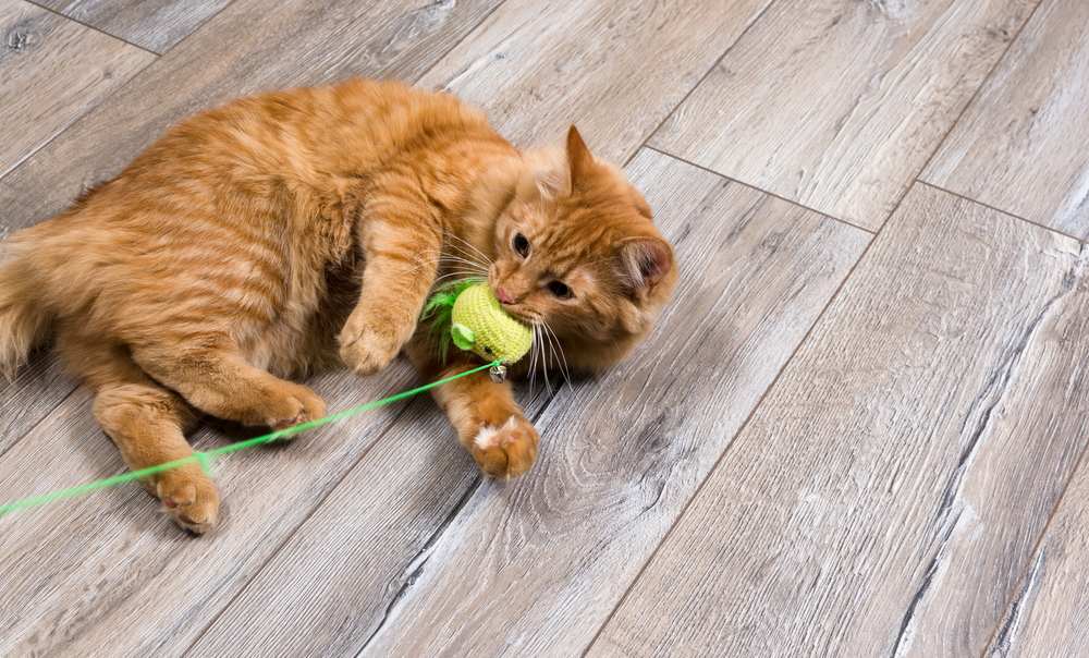 rote Katze spielt mit Spielzeug