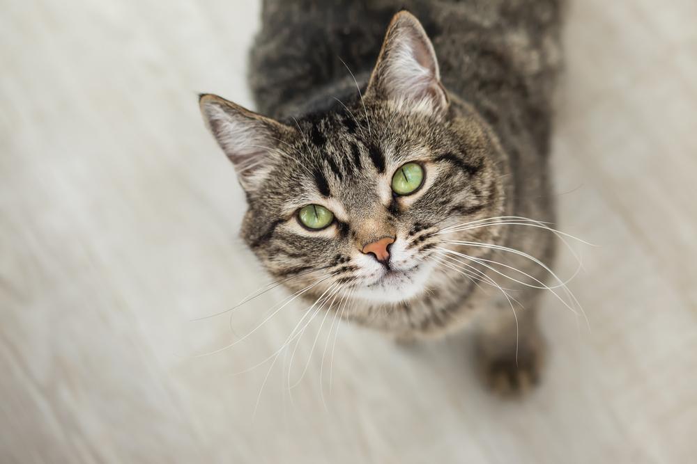 gestreifte Katze mit grünen Augen schaut nach oben