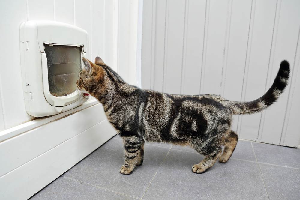 getigerte Katze in einem Haus vor einer Tür mit Katzenklappe