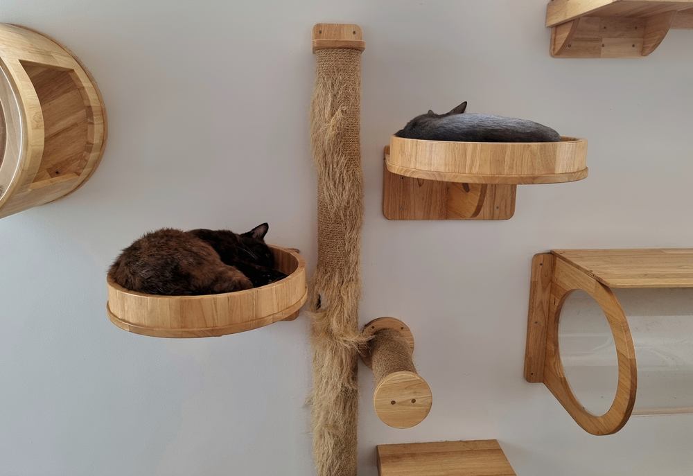 Zwei junge Katzen ruhen in einem modernen, an der Wand montierten Katzenbett