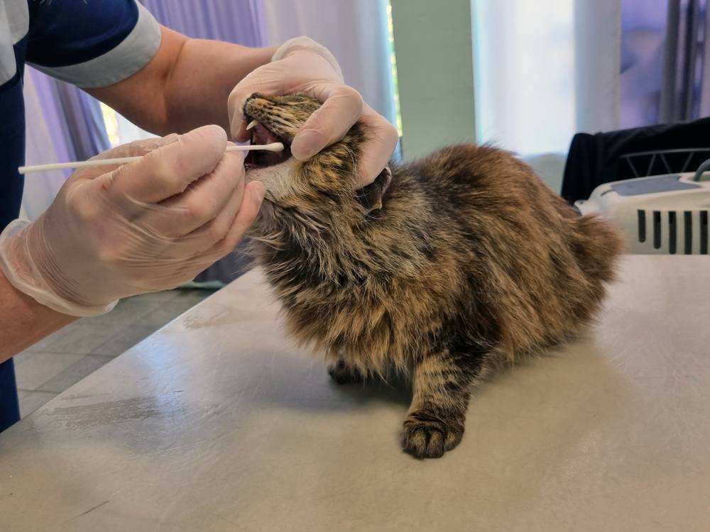 Tierarzt in einer Tierklinik, der PCR-Tests auf Infektionen durchführt