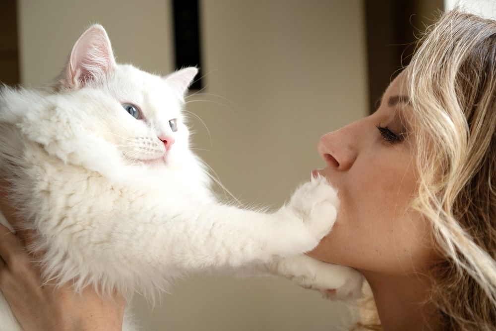 weiße flauschige Katze berührt das Gesicht der Frau mit ihrer Pfote