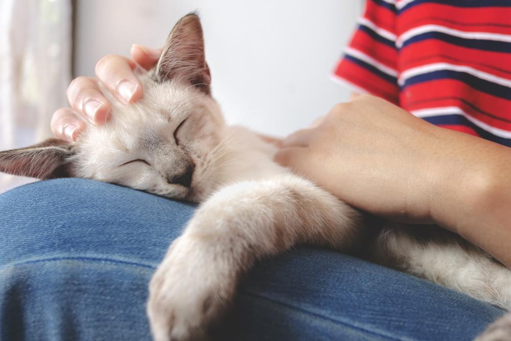 Frau hält kleine weiße Katze beim Schlafen