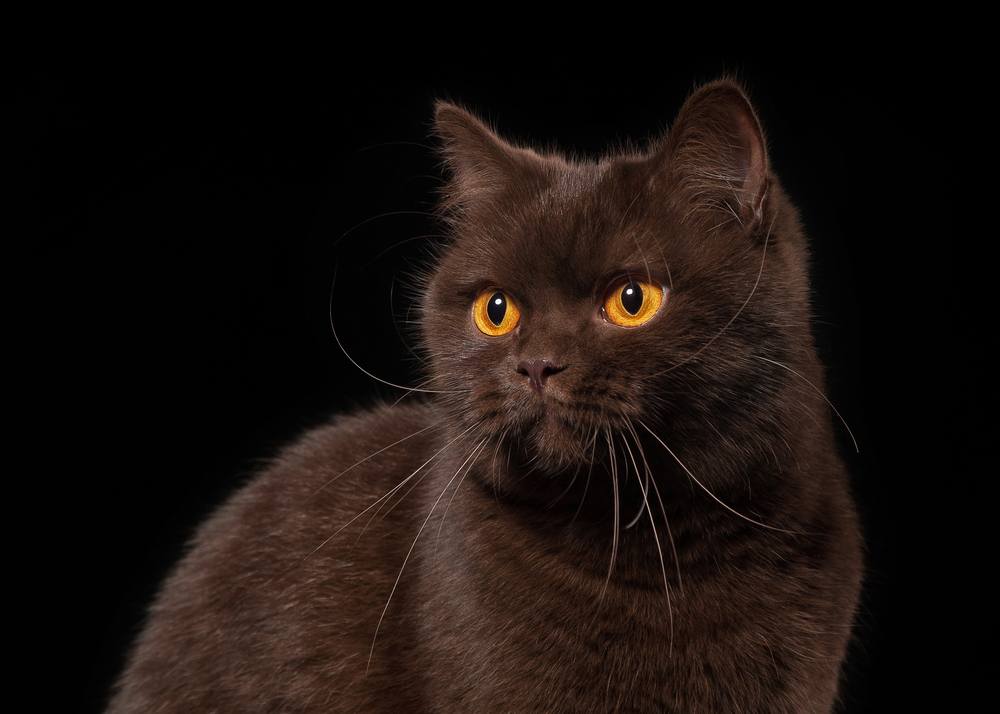 Eine junge schokoladenbraune britische Katze, fotografiert vor einem schwarzen Hintergrund, die ihr üppiges Fell und ihren neugierigen Gesichtsausdruck zur Schau stellt.