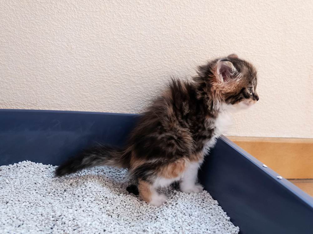 Ein kleines Kätzchen benutzt Toilette, Katzentoilette