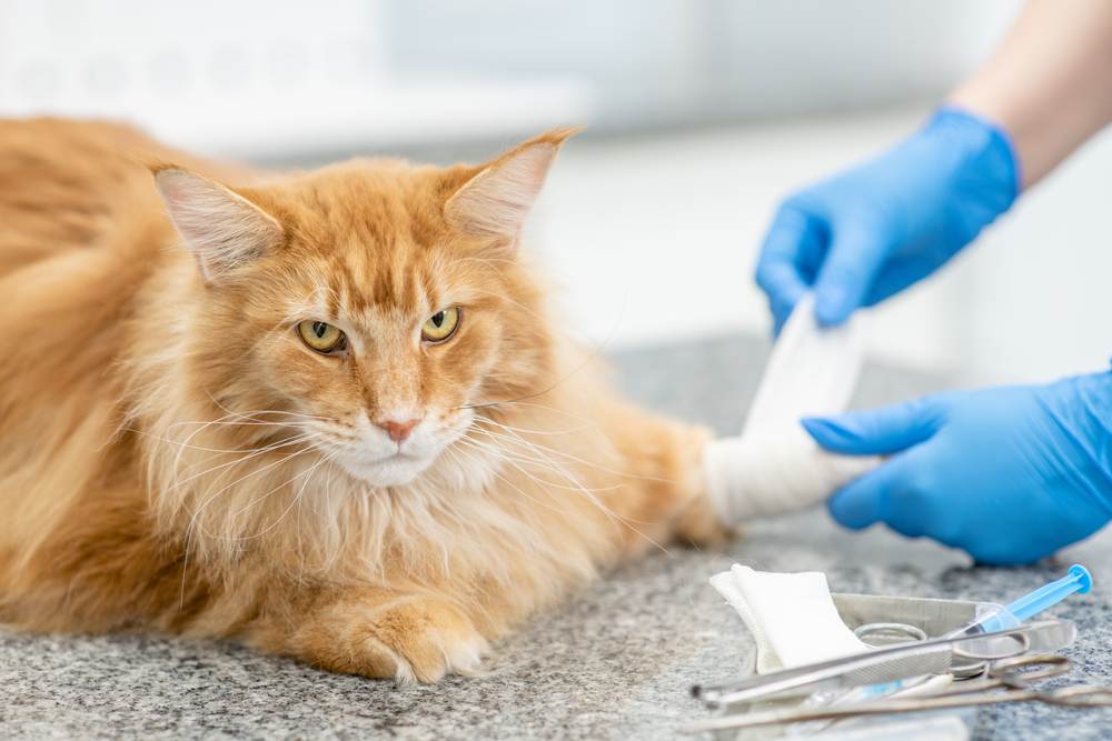 Ein Bild zeigt einen Tierarzt, der die Pfote einer erwachsenen Maine-Coon-Katze sorgfältig verbindet und so die Bedeutung einer angemessenen medizinischen Versorgung und Aufmerksamkeit verdeutlicht.