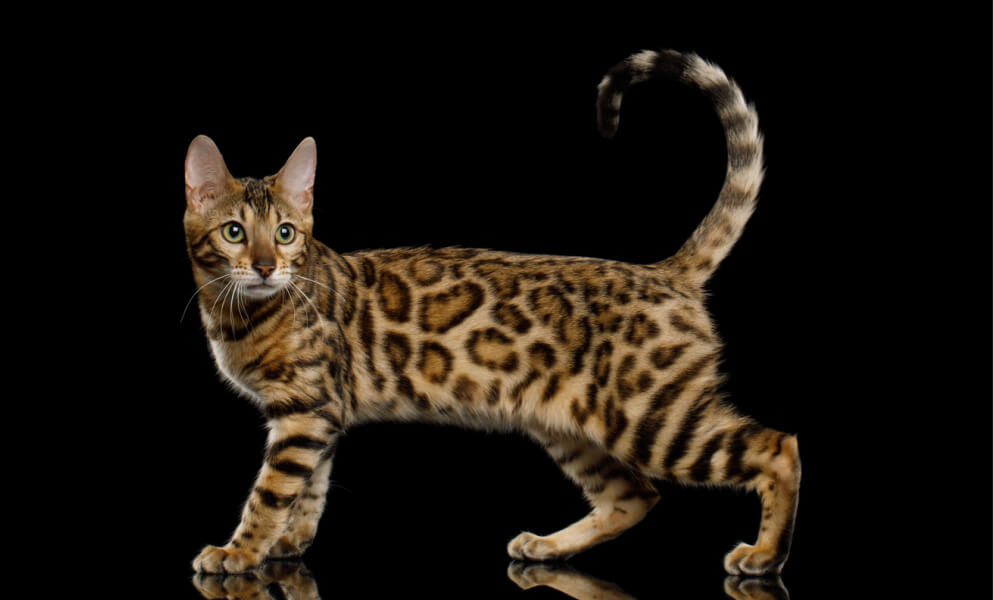 Bengalkatze mit Rosetten stehend gesundes Gewicht