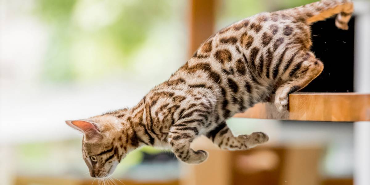 Ein junges Bengalkätzchen springt spielerisch vom Küchentisch und veranschaulicht damit die energische und abenteuerliche Natur der Rasse sowie den lebhaften Geist ihrer Katzengefährten.