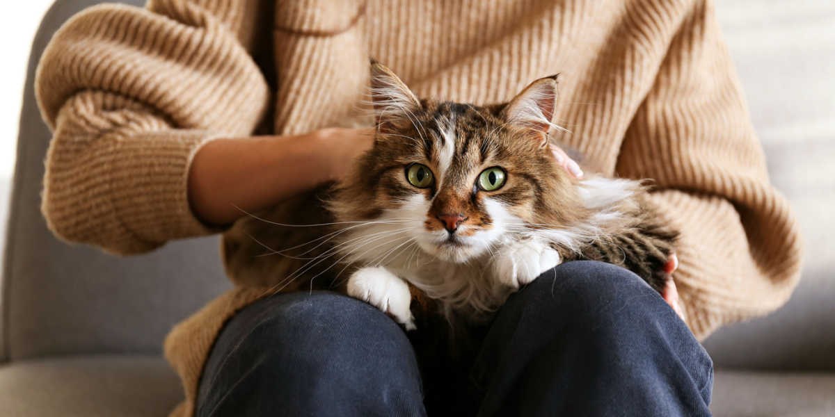 Warum hat meine Katze auf mich gepinkelt?