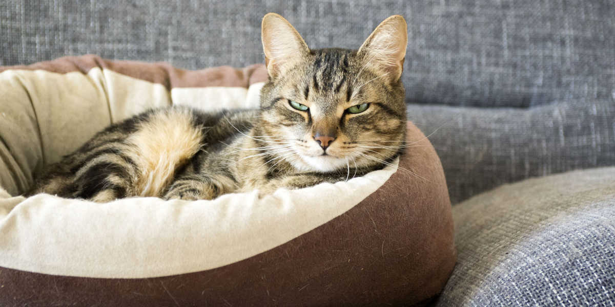 Ein Bild einer Katze, die friedlich in einem gemütlichen Bett liegt. Die Katze ruht bequem mit geschlossenen Augen und ihre Körpersprache strahlt Entspannung aus.