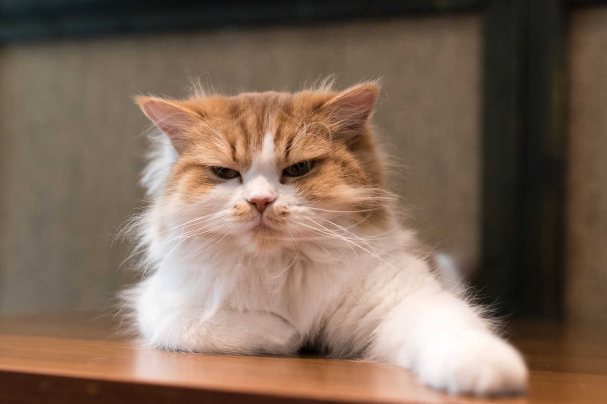 Katze mit zerzaustem Haar