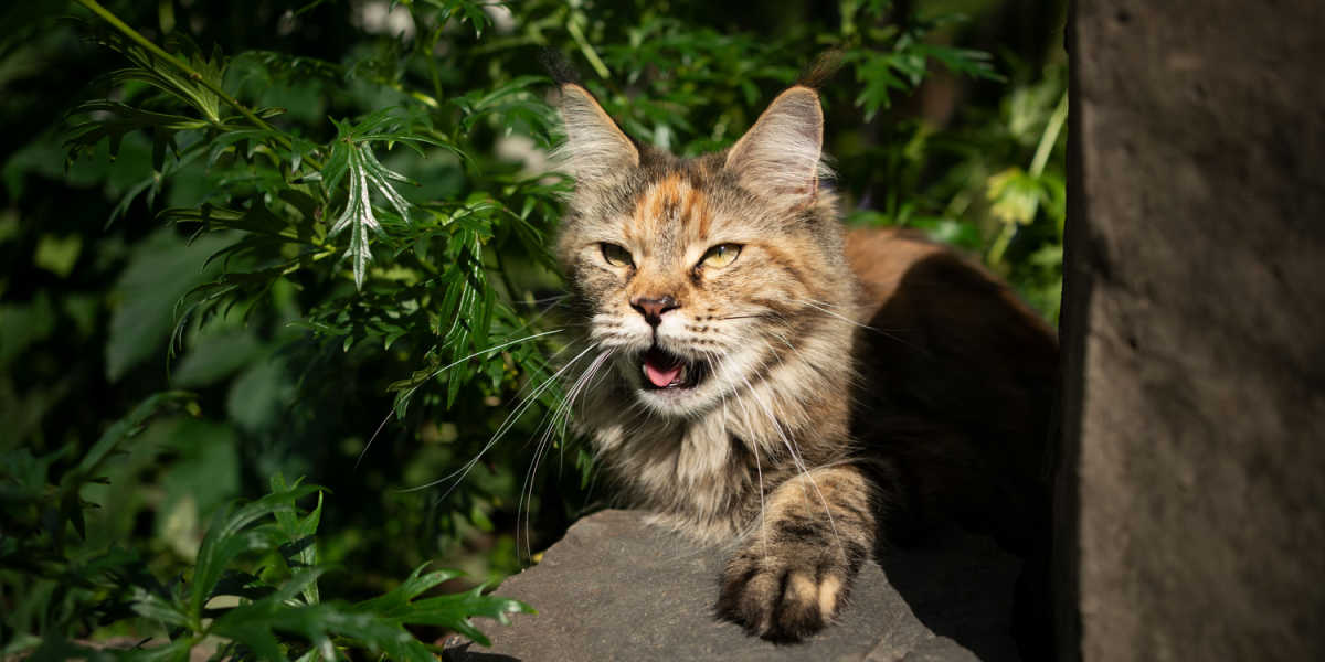 Katze hechelt und hat Atembeschwerden