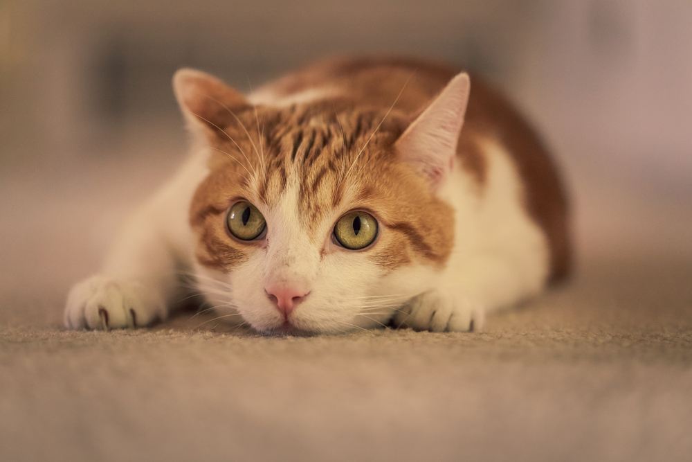 Katze in Sprungposition, die ihre Beweglichkeit und Verspieltheit zur Schau stellt