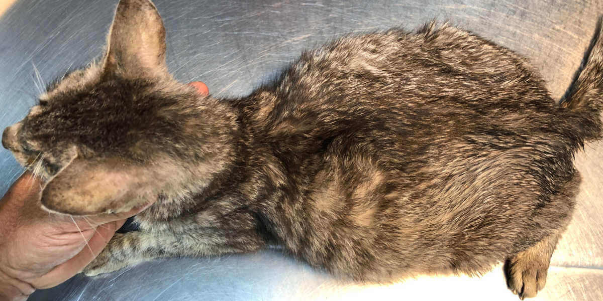 Katze mit geschwollenem Bauch, Flüssigkeit im Bauch, Aszites