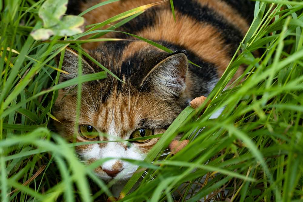 Katze versteckt sich hinter den Büschen.