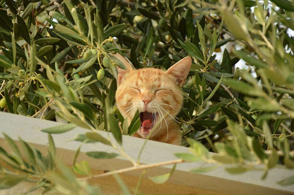 Katze in einem Garten