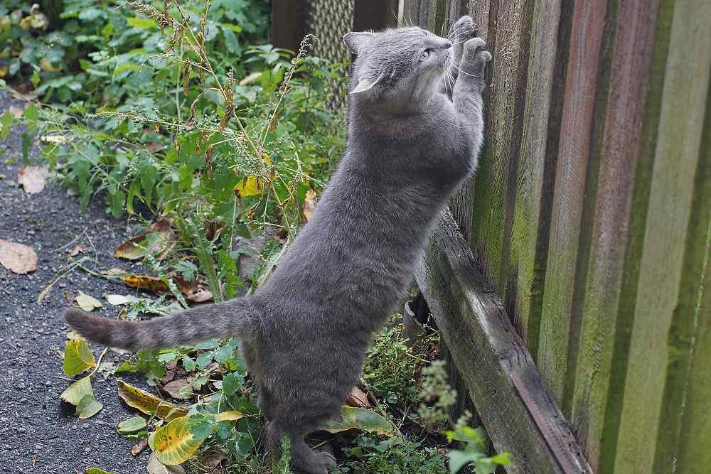 Katze kratzt an einem Zaun