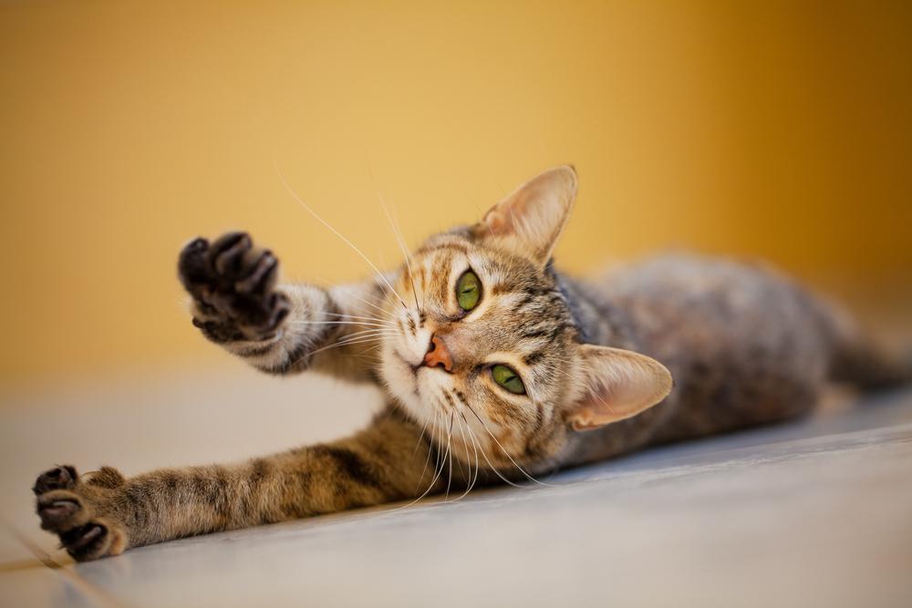 Katze, die sich auf dem Boden ausstreckt